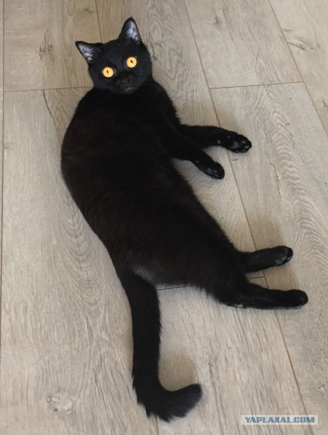 Котовторник 20.02.18