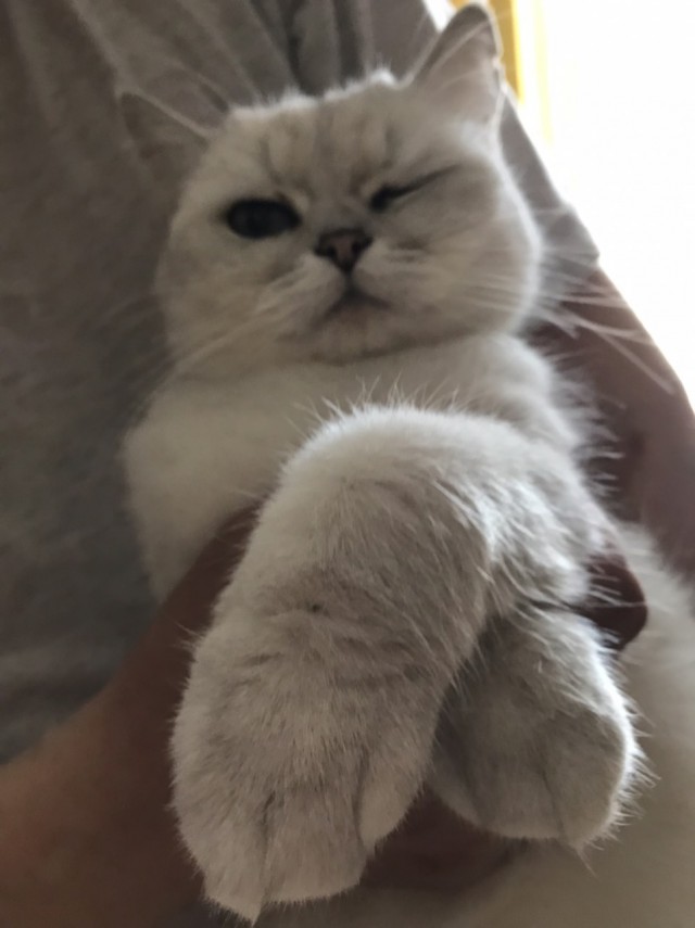 А не открыть бы нам котовторник 03.04.2018