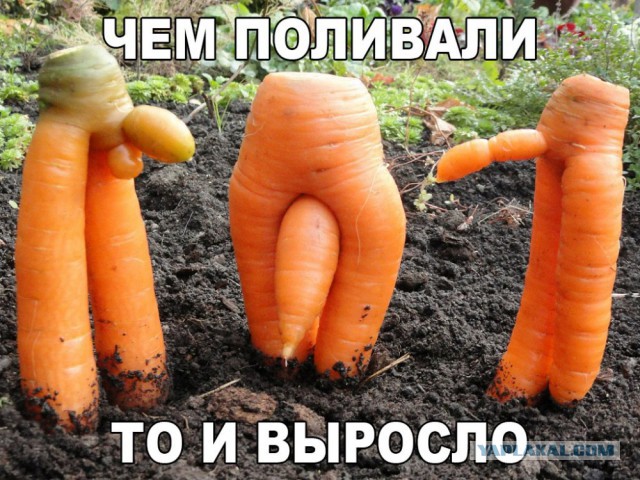 Самка возмущается, что мужики на форумах пишут
