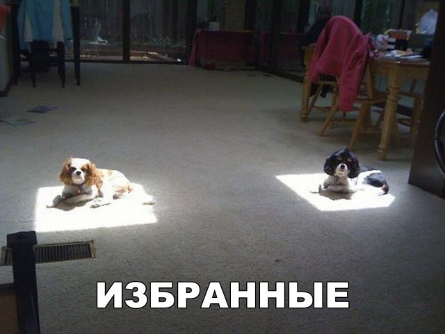 Приколы в картинках или прикольные картинки?