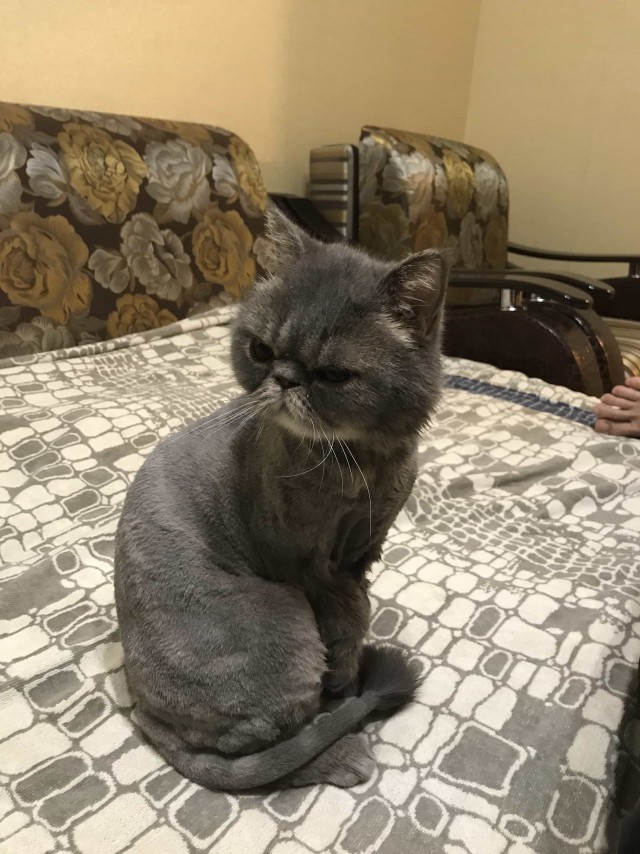 Котовторник ждали? А вот и он!