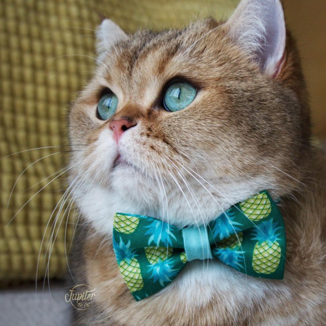 Прикольных котов пост