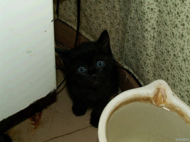 А как же котовторник?