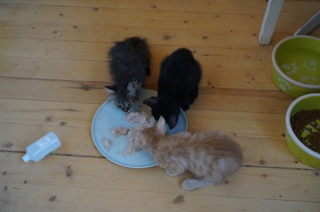 Прикольных котов пост