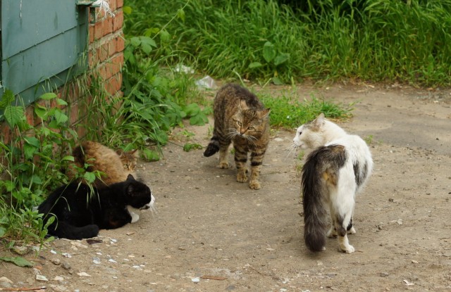 Котовторник