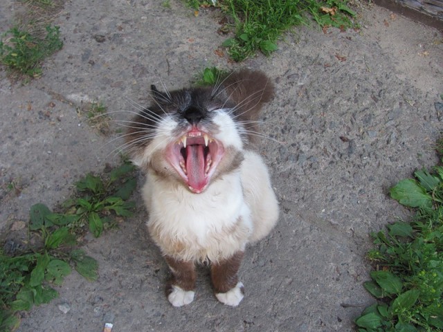 Состоятельный котовторник