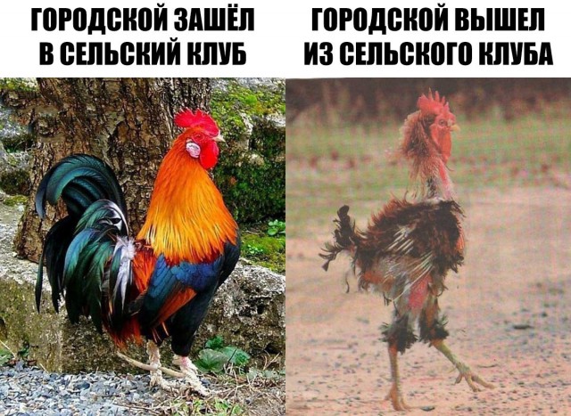 Картинок слегка)