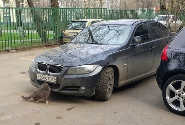 Немного милоты