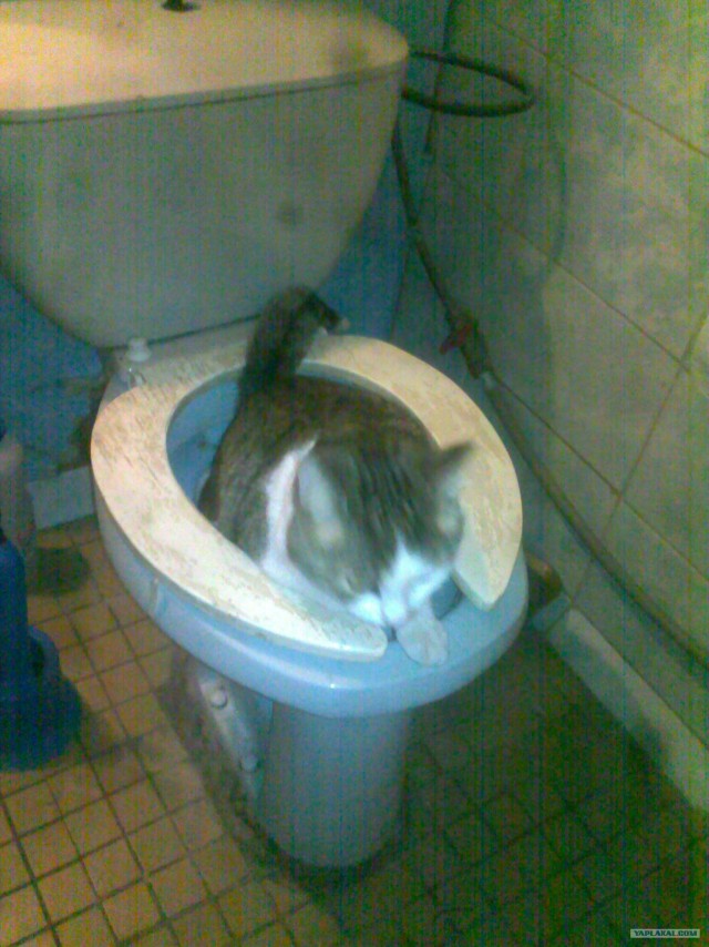 Котовторник 1.11.11