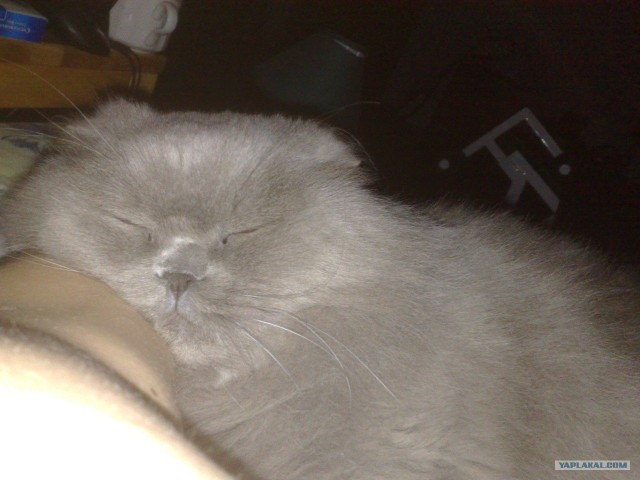 Котовторник 06.12.2011