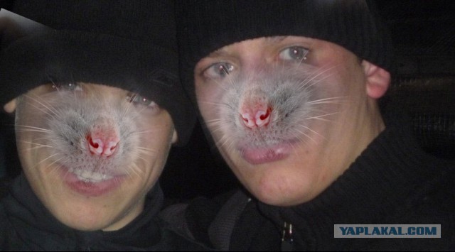 Мышиные будни