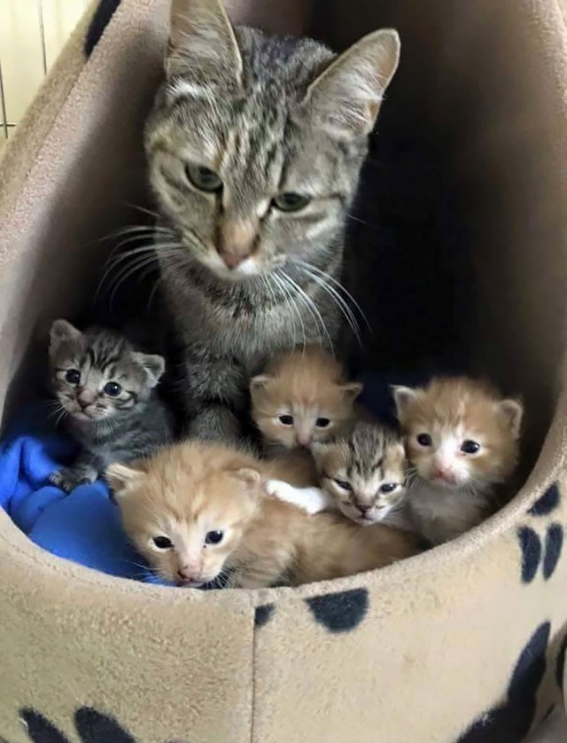 Прикольных котов пост