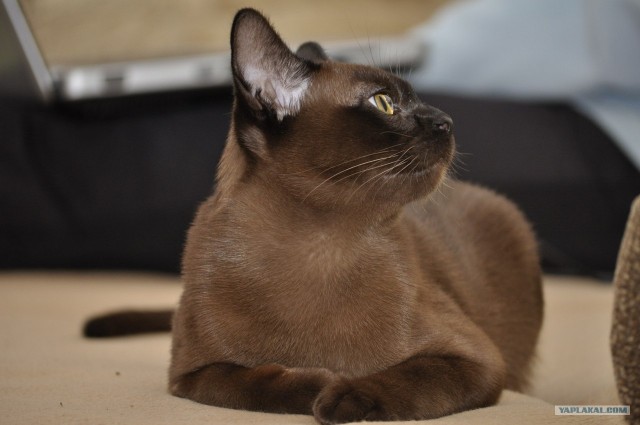 Котовторник 10.04.2012