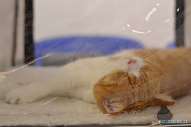 Котовторник   5.06.2012
