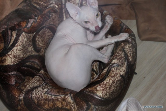 Котовторник  19.06.2012