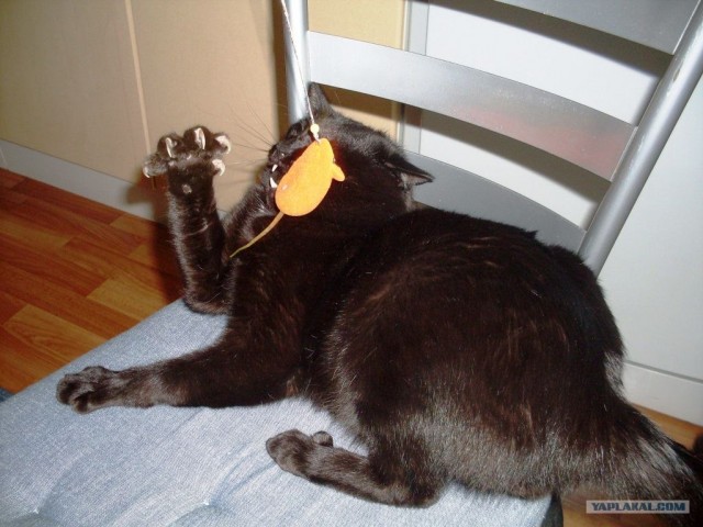 Котовторник  4.09.12