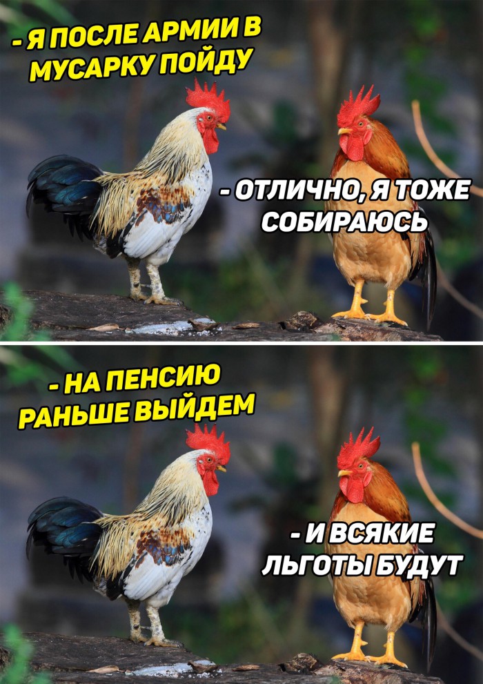 Веселые картинки