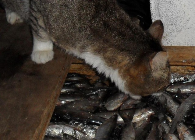 Новогодний Котовторник 01.01.2013