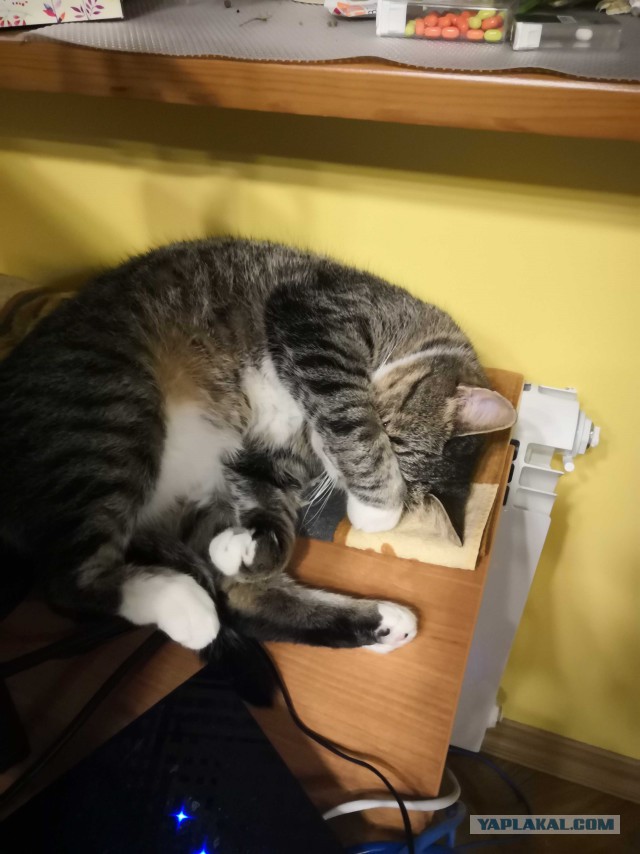 С Днём кошки!