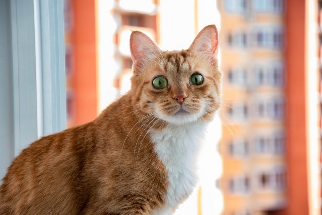 Котовторник от генерала мяу