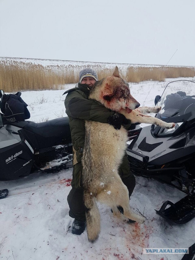 Задрал волчару
