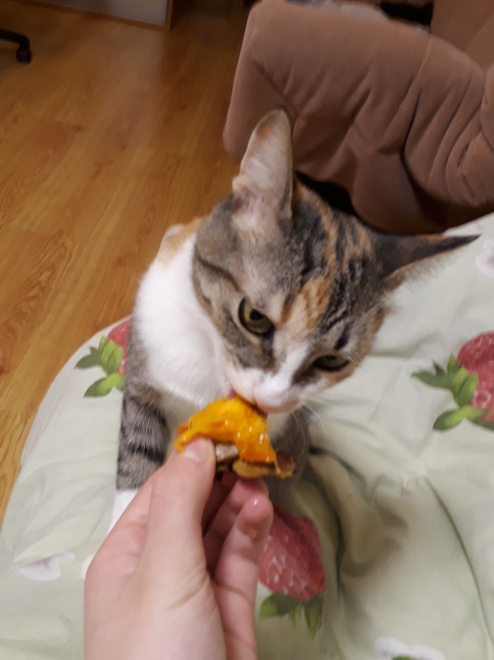 Что любят котики...