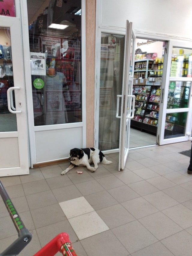 Живность из сети