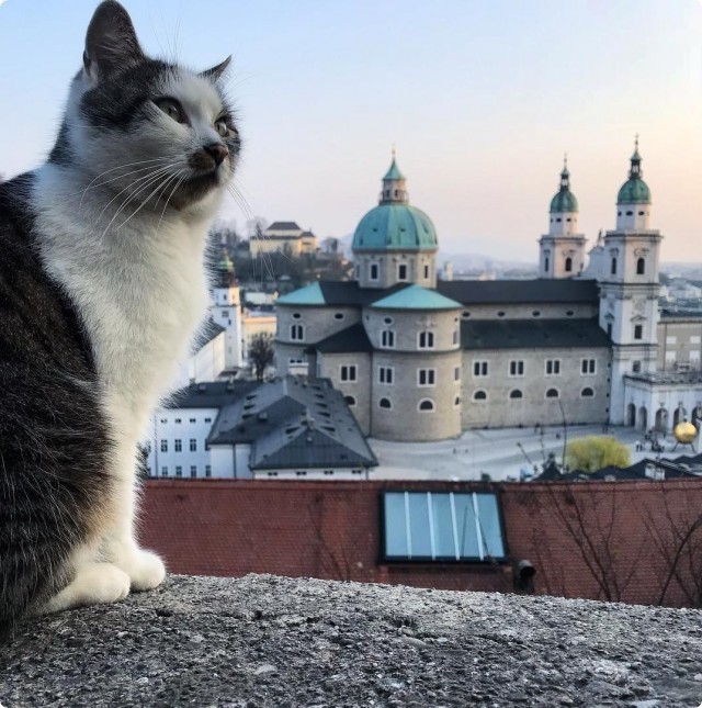 Котики