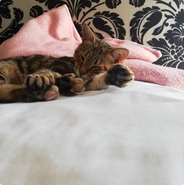 Котофеев пост