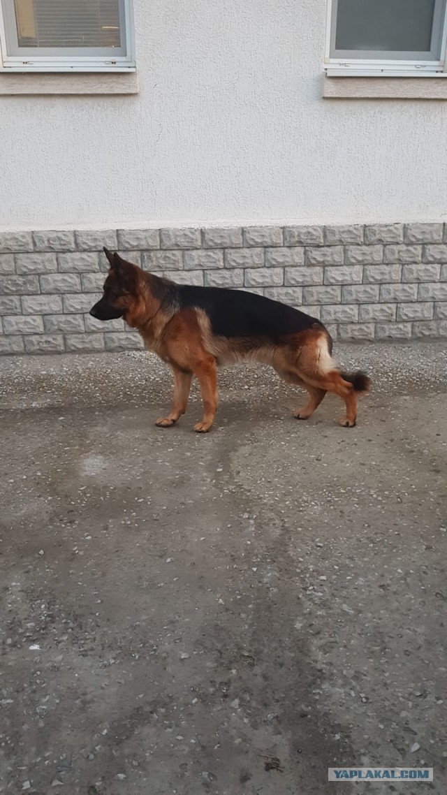 К собакочетвергу