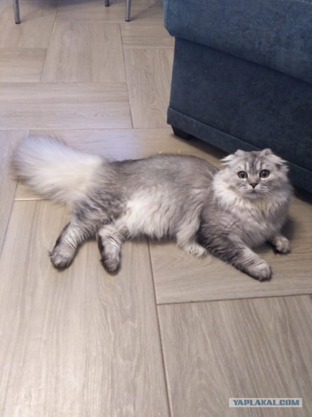 Котовторник