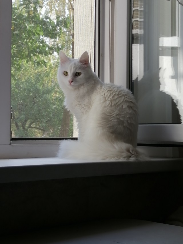 На утро котовтоника!