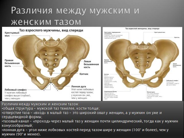 Расчлененное тело в пакетах нашли в подвале жилой пятиэтажки под Петербургом