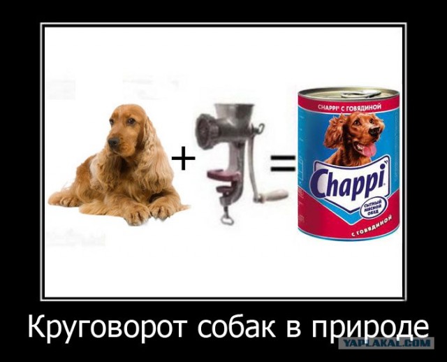 Круговорот собак в природе.
