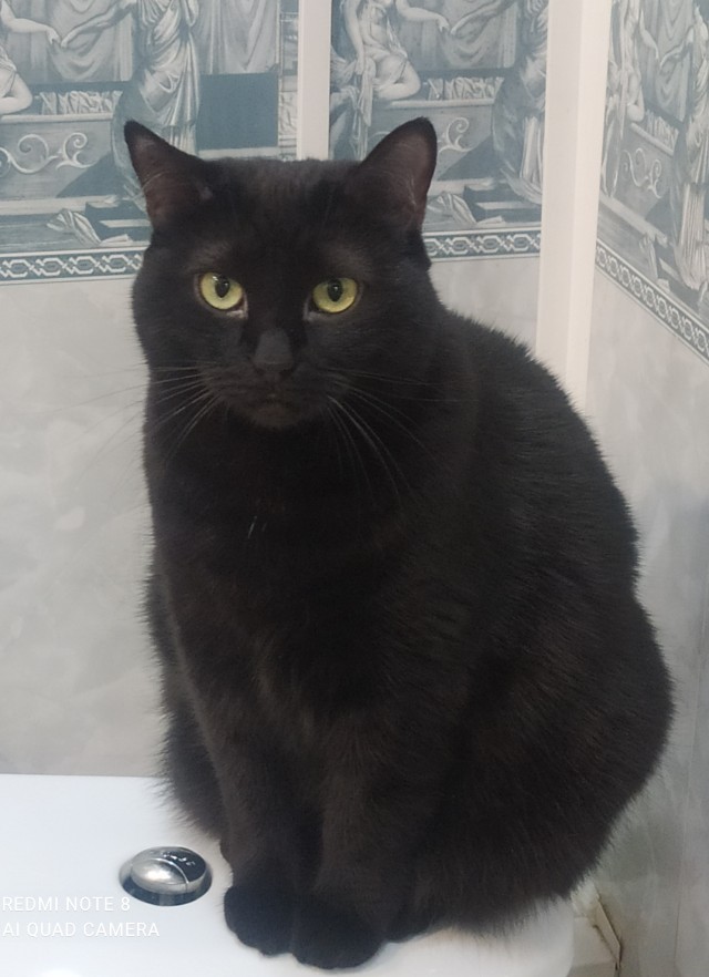 Котовторник же!