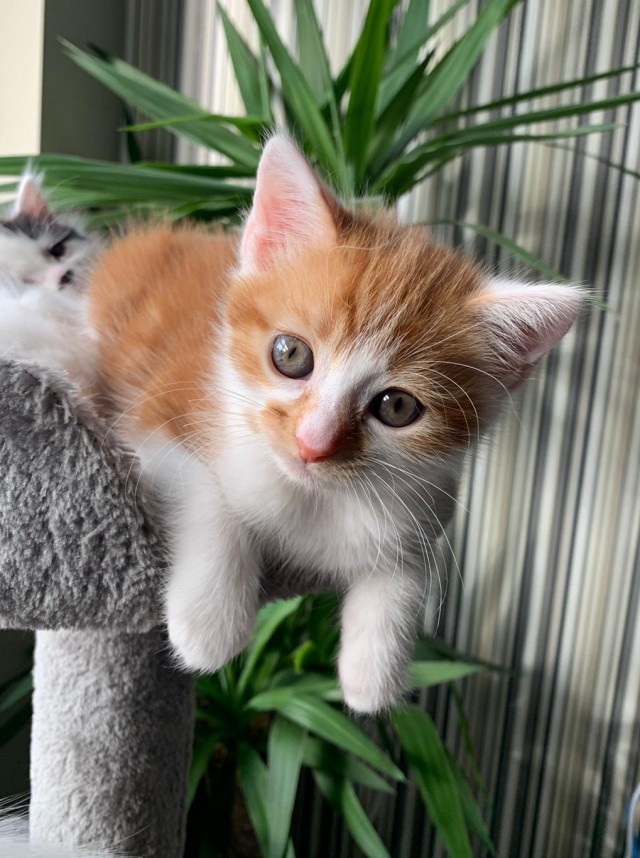 Хоба! Котовторник!