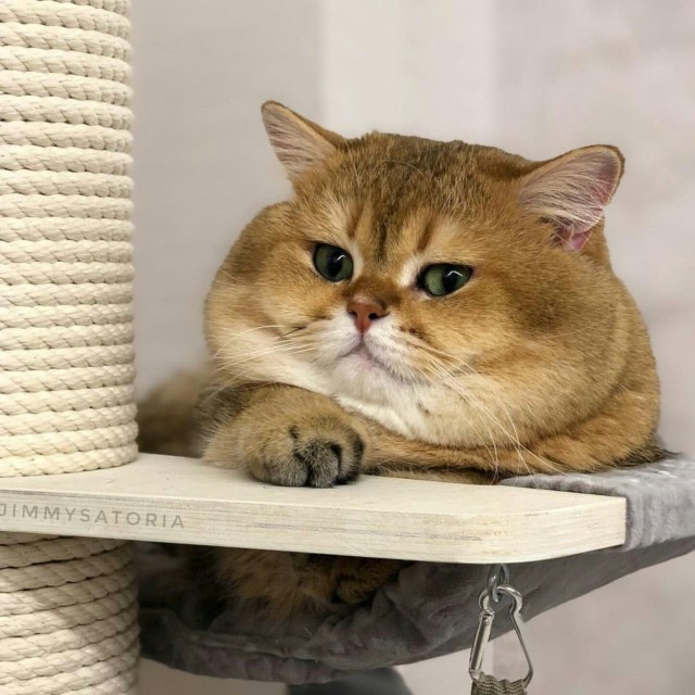Грация кошки, ловкость картошки