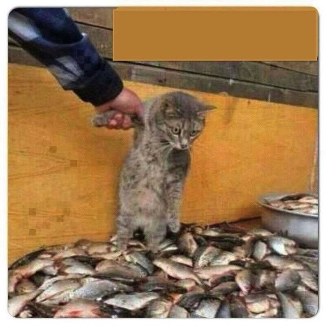 Рыбов, показываю. Красивое