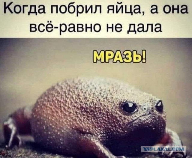 Весёлый полтишок 01.02