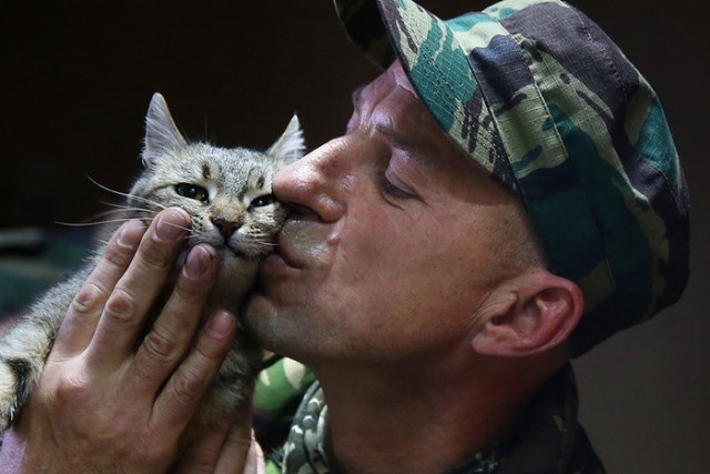 Война и Котики