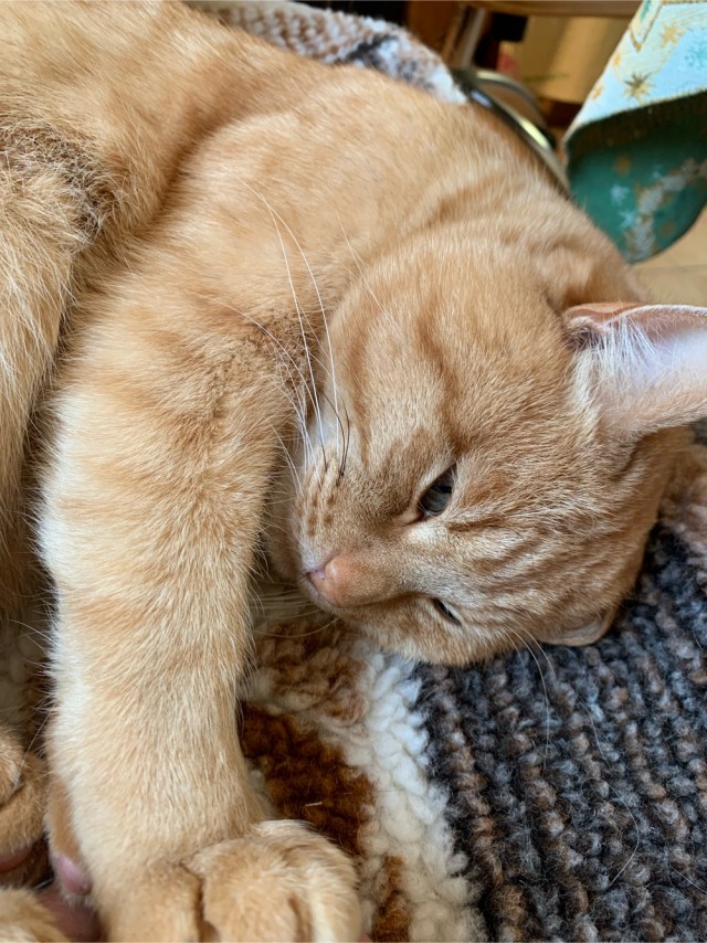Не буду я ждать котовторника!