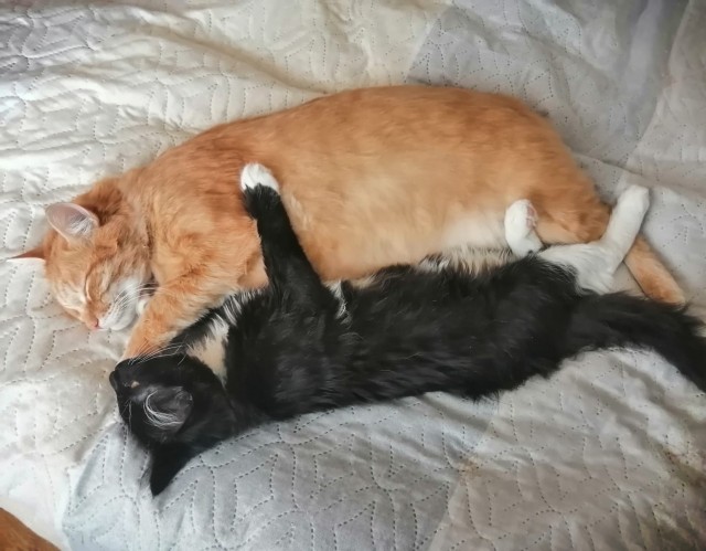 Коты. Филя, Пуся, Вася