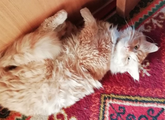 Рыжий кот - третий не лишний!