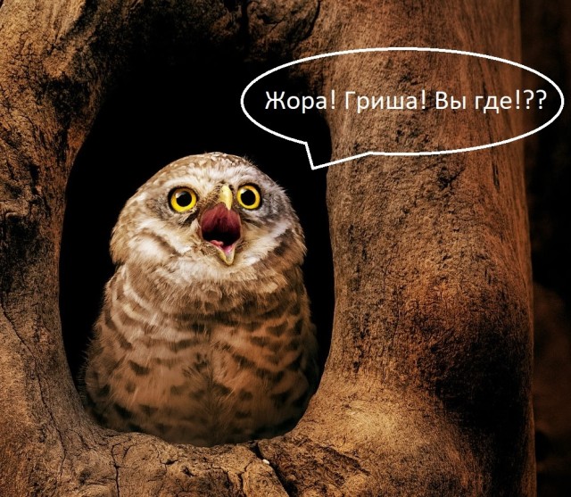 Сова долго не могла стать мамой