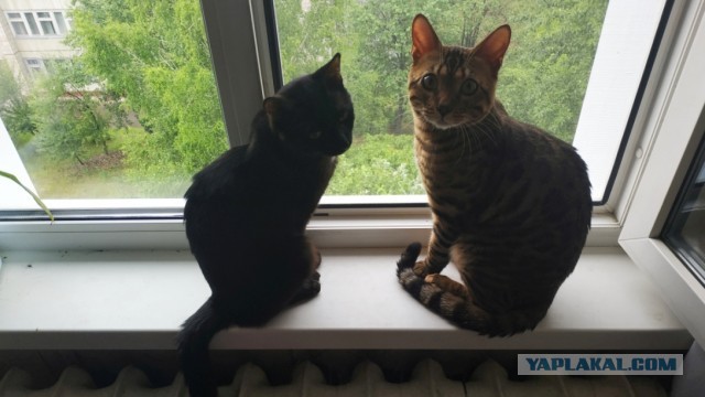 Начну котовторник чуть раньше!