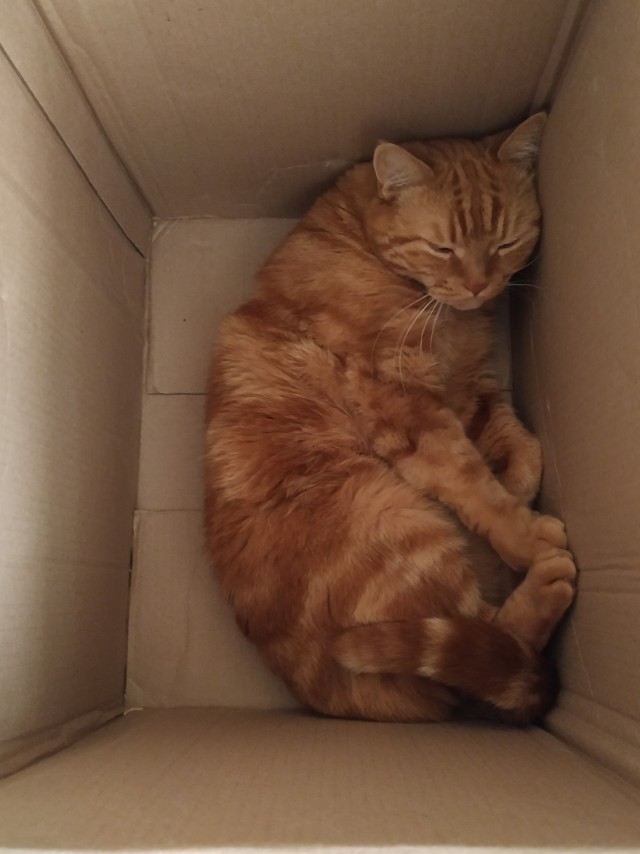 Спасение кота