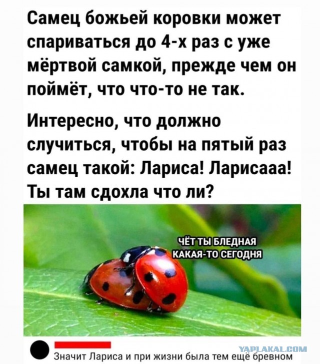 Некоторые бабы кончают