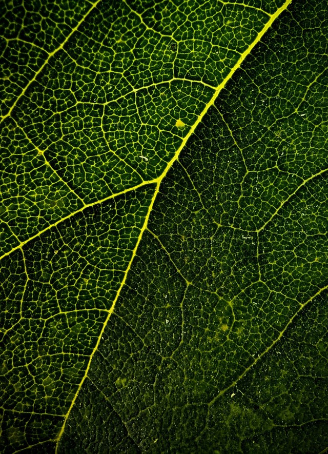 Моя мобильная фотография