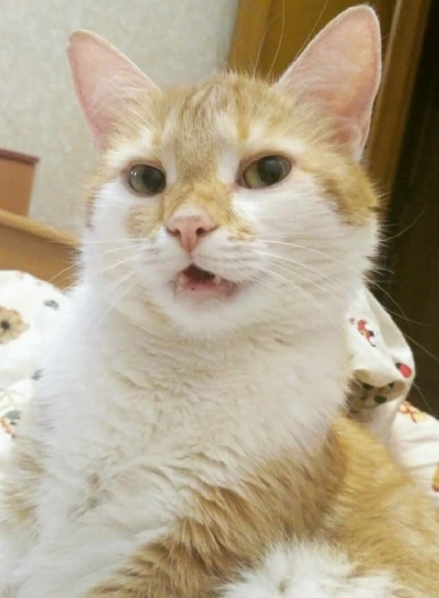 Один день из жизни рыжего кота