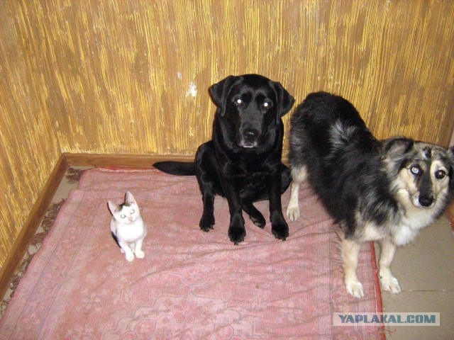 Для тех, кто решил завести лабрадора